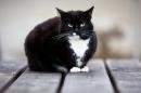 The cat is on the table - di Ulf Bodin